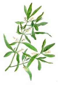 oliva-olive-BACHOVKA-BIORET